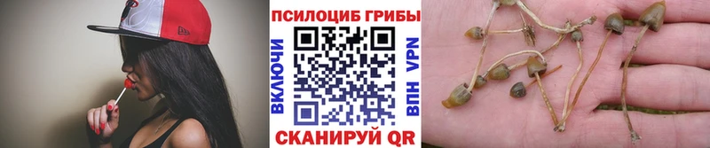 Купить где  Ардатов  Псилоцибиновые грибы Cubensis 